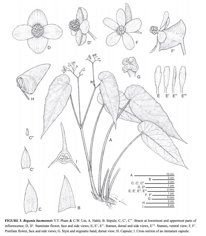 B. bacmeensis